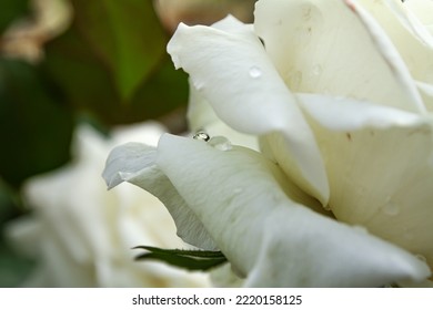 White Roses In The Garden With Raindrops, Macro