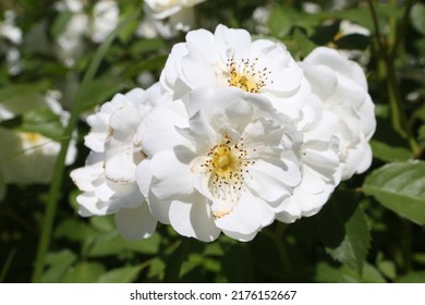 White roses (grade Spinaker, De Ruiter Innovations B. V.) in garden. Buds, inflorescence of flower closeup. Summer nature. Postcard with white rose. Roses blooming. White flowers, roses blossom. Photo