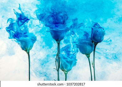 White roses inside in water on a white and blue background. Flowers are under the water with acrylic blue paints.