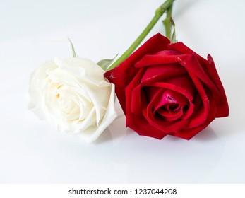 Similar Images Stock Photos Vectors Of Hand Tied Bouquet Of Fire And Ice Roses Shutterstock