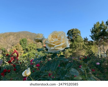 White roses in a roadside flower garden. - Powered by Shutterstock