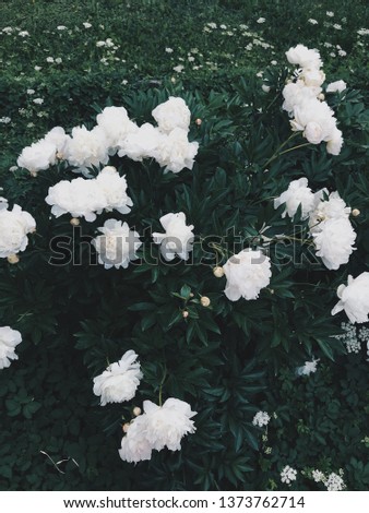 White Roses Springbreak