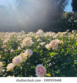 White Roses Under Sunlight At The Regents Park And Primrose Hill