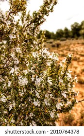 White Rosmarinus Officinalis Plant In The Garden In Spring