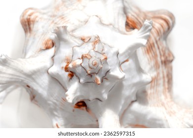 White round shell of a sea snail close-up. Shell background. - Powered by Shutterstock