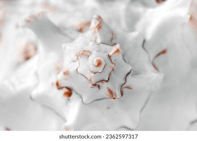 White round shell of a sea snail close-up. Shell background. - Powered by Shutterstock