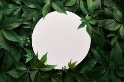 White Round Template Podium Mockup For Natural Organic Cosmetic Product Presentation Ad Concept On Green Eco Forest Fresh Leaves Nature Flat Lay Background, Trendy Stylish Minimalist Flatlay Mock Up