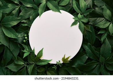 White round template podium mockup for natural organic cosmetic product presentation ad concept on green eco forest fresh leaves nature flat lay background, trendy stylish minimalist flatlay mock up - Shutterstock ID 2194843231