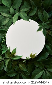 White round template podium mockup natural organic cosmetic product presentation ad on green eco forest fresh leaves nature flat lay background, trendy stylish minimalist flatlay vertical backdrop. - Shutterstock ID 2197444549