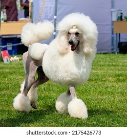 419 Lion poodles Images, Stock Photos & Vectors | Shutterstock