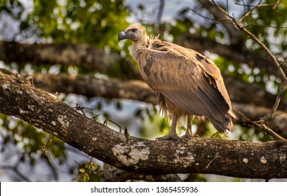 White Rumped Vulture