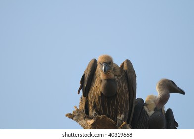 White Rumped Vulture