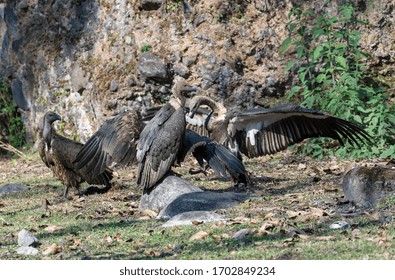 White Rumped Vulture Fighting On Forest