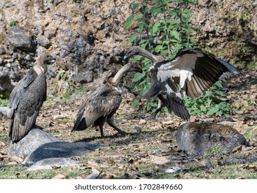 White Rumped Vulture Fighting On Forest