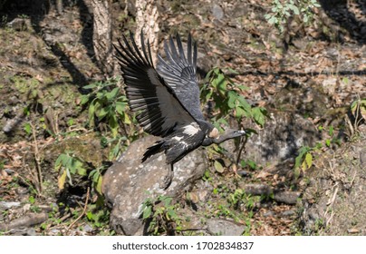 White Rumped Vulture Flying On Forest