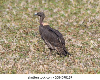 White Rumped Vulture On The Ground. 