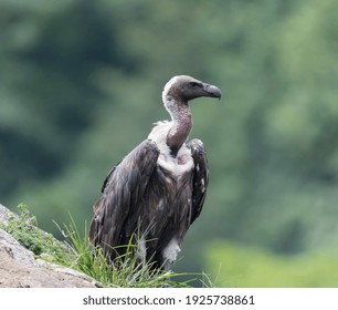 White Rumped Vulture Sitting Aloneon A Big Rock