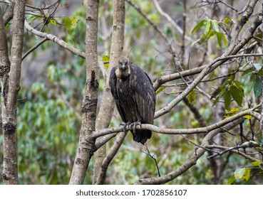 White Rumped Vulture Sitting On Branches