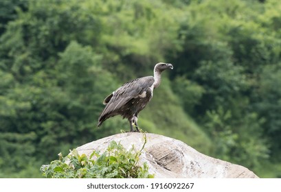 White Rumped Vulture Sitting On Rock