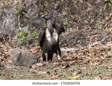 White Rumped Vulture Standing Alone On Forest