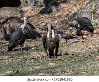 White Rumped Vulture Standing Alone  On Forest