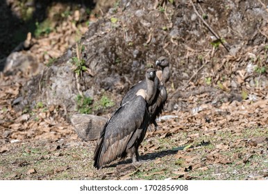 White Rumped Vulture Standing Alone On Forest