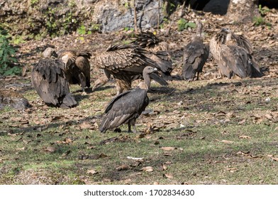 White Rumped Vulture Standing Single On Group