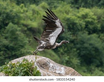 White Rumped Vulture Takeoff Image From The Stone