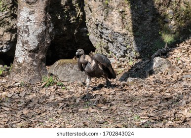 White Rumped Vulture Walking On Forest