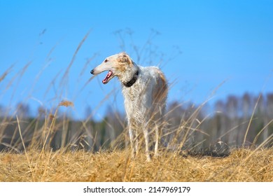 White Russian Borzoi Dog Standing On Autumn Field Background Over Blue Sky