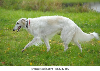 saluki dog long hair