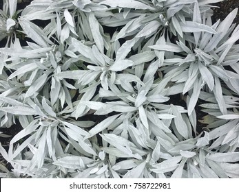 White Sage Plant