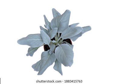 White Sage Plant (Salvia Apiana), Isolated On White Background, Top View