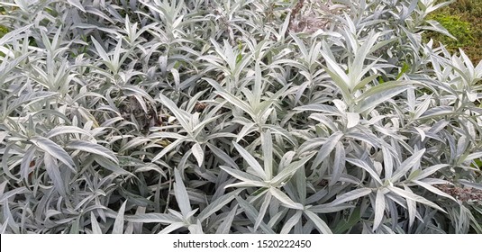 White Sage Plants (Artemisia Ludoviciana)