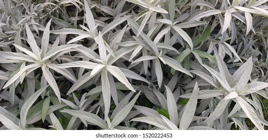 White Sage Plants (Artemisia Ludoviciana)