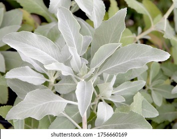 The White Sage (salvia Apiana)