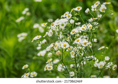 White Sagebrush Flower Heralds Summer