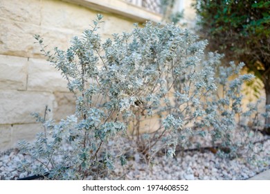 White Sagebrush In A Garde