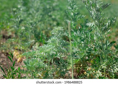 White Sagebrush Plant In Nature