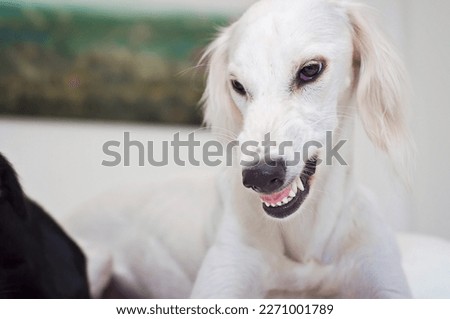 White saluki dog showing its teeth and growling. Persian greyhound giving a warning or being aggressive with teeth and fangs showing and mouth open. White angry dog indoors.