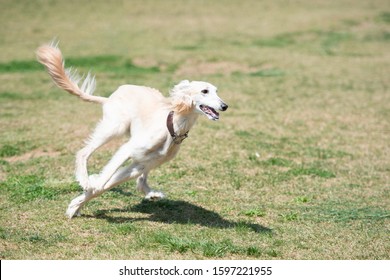 White Saluki Running On The Meadow