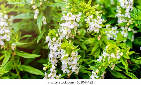 White Salvia Flower