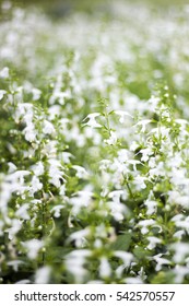 White Salvia Flower In Field