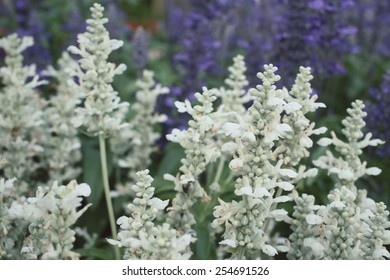 White Salvia Flowers