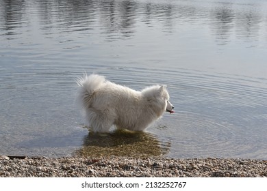 White Samoyed Dog Drinking Water From A Lake