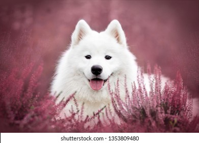 White Samoyed dog and flowers