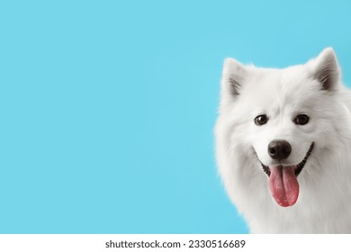 Perro blanco samoyano con fondo azul, cerrado