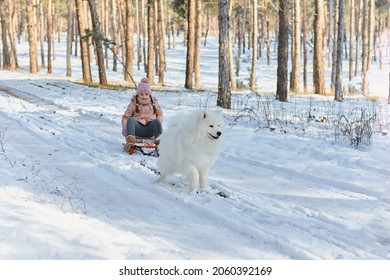 White Samoyed Dog Pulling Sled With Happy Child At Winter Forest