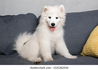 White Samoyed Dog Puppy Is Sitting In Gray Couch