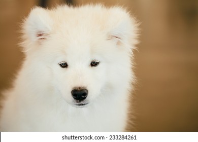 White Samoyed Dog Puppy Whelp Close Stock Photo 233284261 | Shutterstock